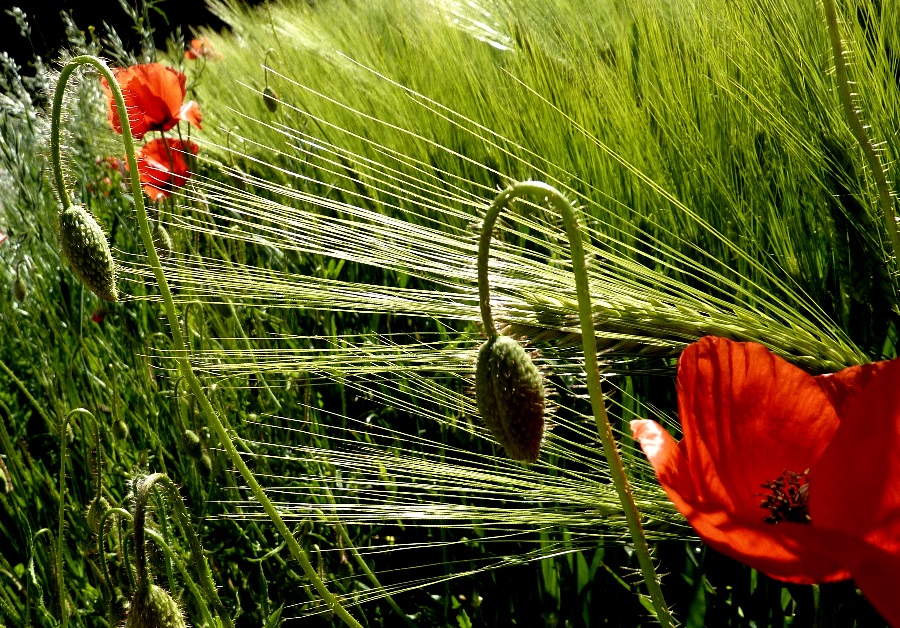 Feld