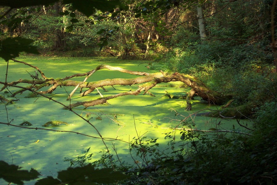 Teich